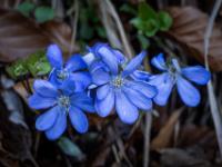 Gruppe Leberblümchen Blüten